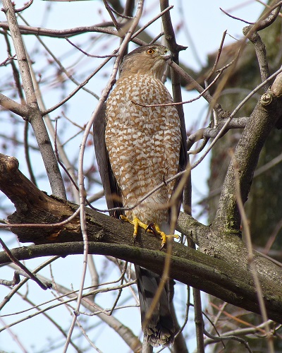 Watch For The Cooper S Hawk At Your Bird Feeder Nature Guys