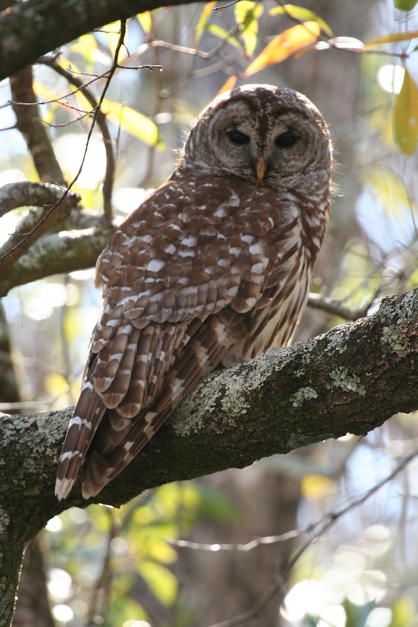 barred-owl-nature-guys