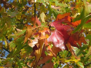 Norther Red Oak leaves