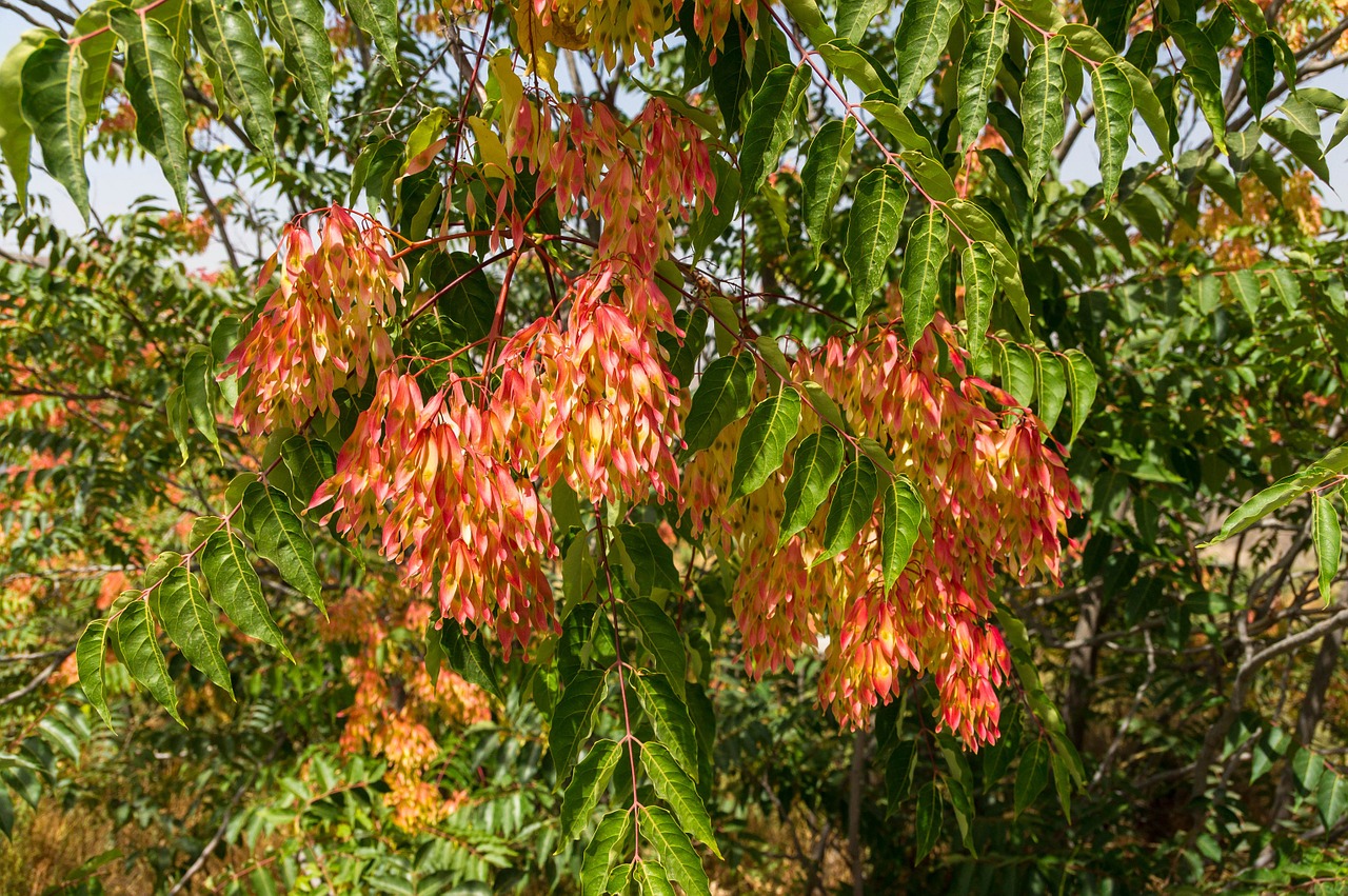 the tree of heaven