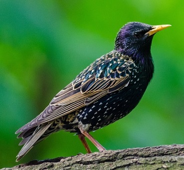 Starlings, Shakespeare and Mozart - Nature Guys