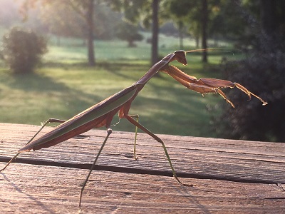 praying mantis preys
