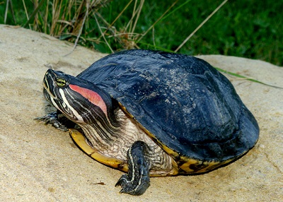 red eared slider plush