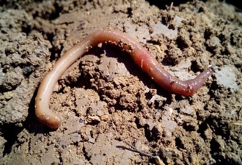 A Can of Earthworms - Nature Guys